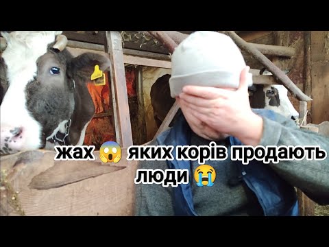 Видео: ‼️Жах😱 яких корів продають люди 😭 Шукаємо Нетель 🐮🥛в чому важкість тримання поросят 🐷⁉️