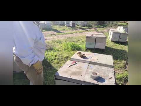 Видео: 6 января какие расплоды в Калифорнии