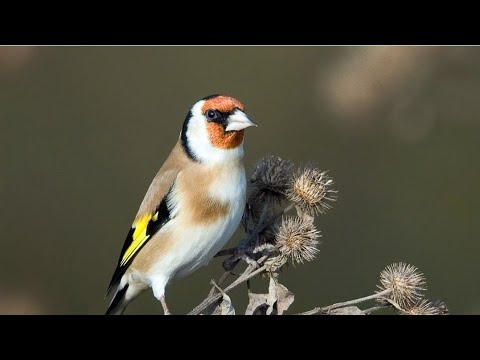 Видео: Қора қамиш ЁВОЙЙИ КУШ БОЗОРИ