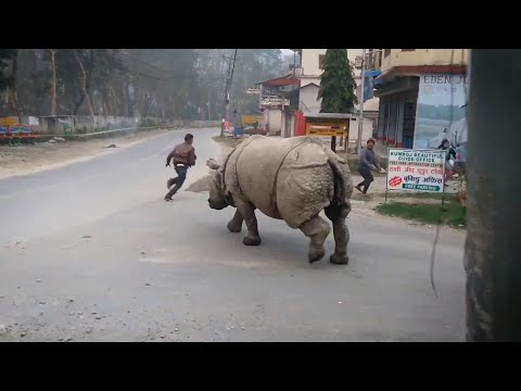 Видео: Вот Что Сделает НОСОРОГ, Если Увидит Машину С Туристами! НОСОРОГИ В ЯРОСТИ!