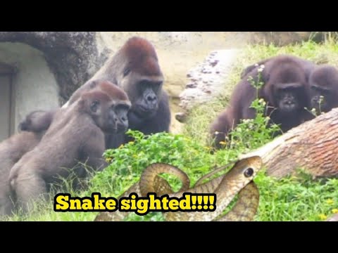 Видео: Все собираются вместе, чтобы посмотреть на змею?😆😋🤣Все собираются вместе, чтобы посмотреть на змею?