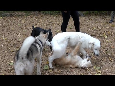 Видео: Вопрос-ответ: правильные игры щенков, коррекция. Выпуск 9.