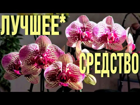 Видео: АЛОЭ ДРЕВОВИДНОЕ ДЛЯ АКТИВАЦИИ И БЫСТРОГО ЗАЦВЕТАНИЯ ОРХИДЕИ! РАБОТАЕТ НА ОРХИДЕЯХ ЛЮБОГО РАЗМЕРА!!👍