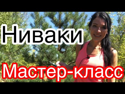 Видео: НИВАКИ... МАСТЕР-КЛАСС.. Из сосны обыкновенной..