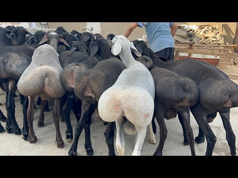Видео: 2300 дан  қўзи сезон қайтди Махмуджон арзончидан 2 тиш қўчқорлар