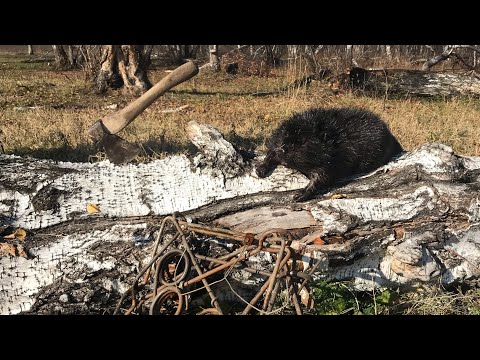 Видео: ОХОТА НА БОБРА/ПРОВЕРКА КАПКАНОВ+РЕЗУЛЬТАТ!