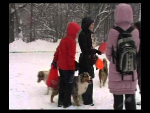 Видео: Австралийская овчарка. Живой дом № 86