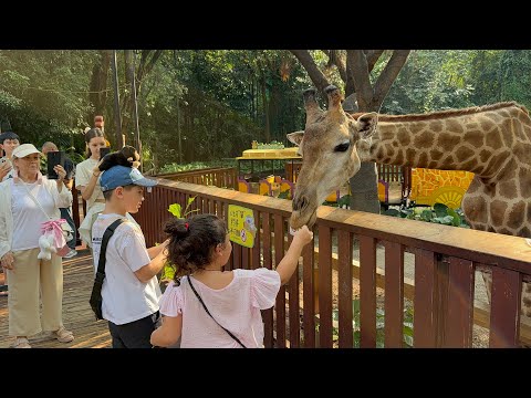 Видео: Chimelong Safari Park Guangzhou. Самый лучший из всех, что мы видели! 