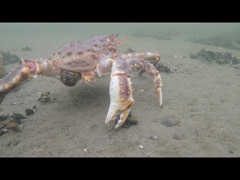 Видео: Подводная охота в заливе / Spearfishing in the Bay