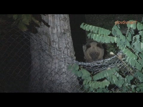 Видео: Реална история: как мечка посети вилната зона над Карлово