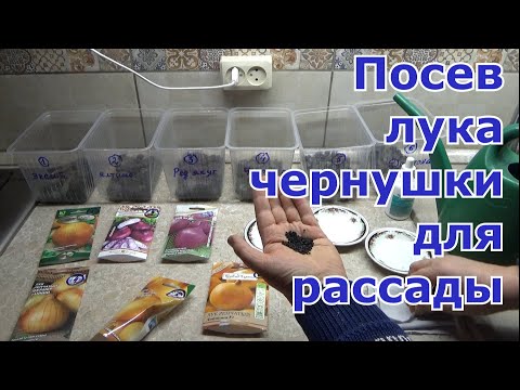 Видео: Посев лука чернушки для однолетнего выращивания лука репки. Сорта лука для выращивания за один сезон