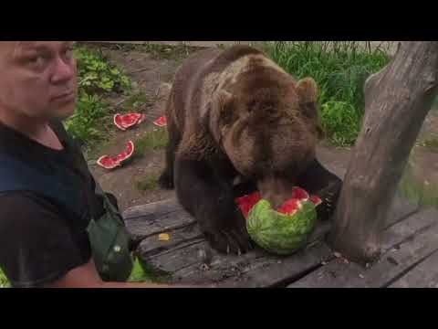 Видео: Арбуз и медведь Мансур (проба съёмкой новой камерой) - Watermelon and Mansur Bear