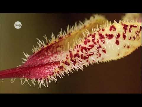 Видео: Жыныссыз көбею