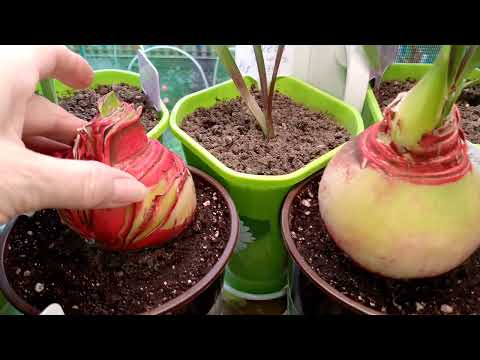 Видео: Инспекция укоренения 👍🙂