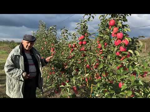 Видео: Обзор плодоношения яблони сорта Маджести.