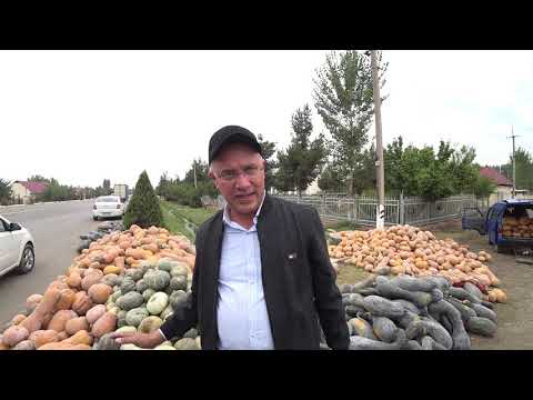 Видео: АНДИЖОН ҚОВОҚЛАРИ. ХИЛМА ХИЛ НАВЛИ КАДИЛАР