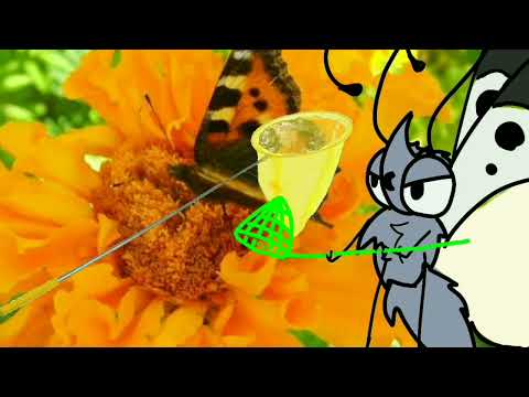 Видео: как хорошо обращаться с сачком, как поймать бабочку белянку или нимфалиду