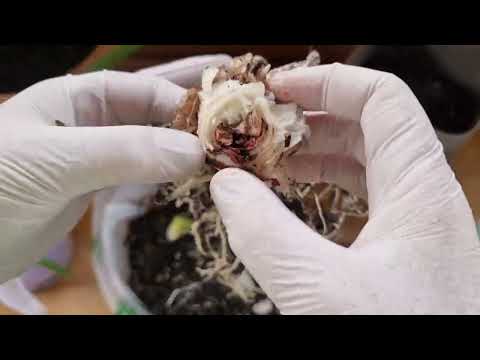 Видео: Детки гиппеаструма из подгнившей луковицы Fairytale