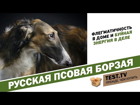 Видео: TEST.TV: Почему взятки брали борзыми) Русская псовая борзая.