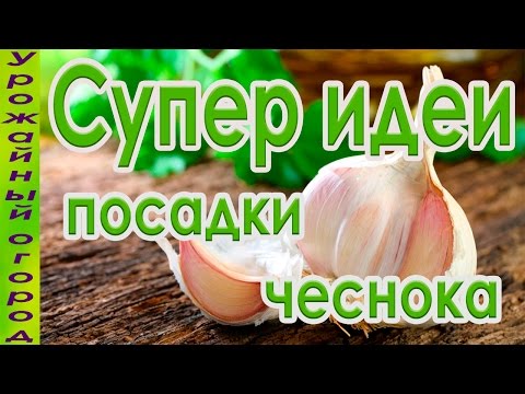 Видео: СУПЕР ИДЕИ ДЛЯ ПОСАДКИ ЧЕСНОКА И ЛУКА!!!