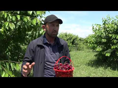 Видео: Боги интенсиви - Восеъ