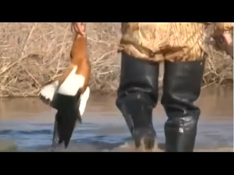 Видео: Охота на водоплавающую дичь. Охота в степи