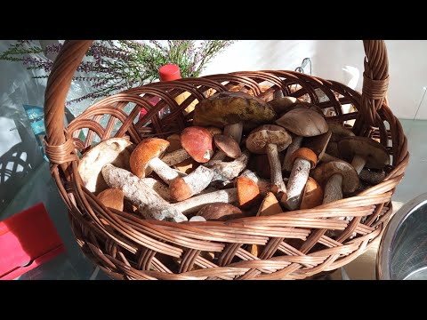 Видео: По грибы 02 сентября 2025 г./ Смоленская область 