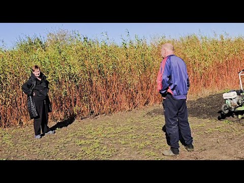 Видео: ✨️Время пришло!✨️Осенняя обрезка сада,кустарников,винограда✨️