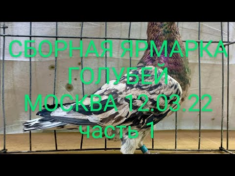 Видео: 12 03 22 Сборная ЯРМАРКА ГОЛУБЕЙ. Москва ч 1#ярмарка#выставка#голуби