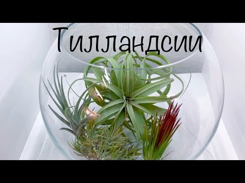 Видео: Мои Атмосферные Тилландсии 10.10.23