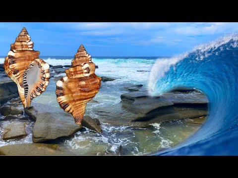 Видео: Ищем ракушки после шторма, находим ракушки на пляже в Австралии! Как найти ракушки!