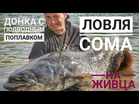 Видео: КАК ПОЙМАТЬ СОМА на донку с подводным поплавком на живца. Рыбалка на сома весной