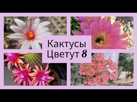 Видео: 2024.Цветут Кактусы.8.серия