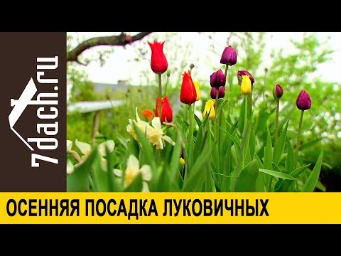 Видео: Осенняя посадка луковичных: создаём композицию - 7 дач