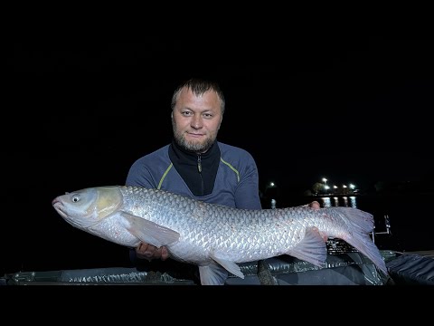 Видео: Три часа до первой поклевки 💨 поймал Карпа и Белого Амура 10 кг 🔥 Насадка Бойл 20 мм 