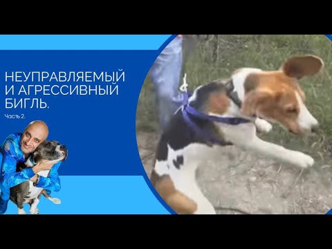 Видео: Неуправляемый и агрессивный бигль(Часть 2)