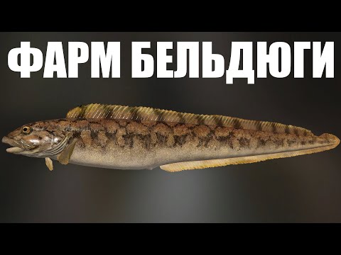 Видео: БЕЛЬДЮГА ОБНАРУЖЕНА. ФАРМ БЕЛЬДЮГИ в Русская Рыбалка 4