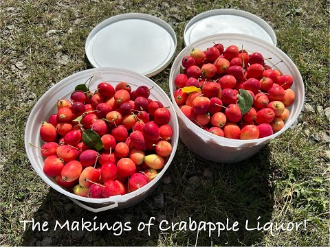 Видео: Как приготовить яблочный ликер! Ооочень вкусно! #сделайсам #накухне #кухня