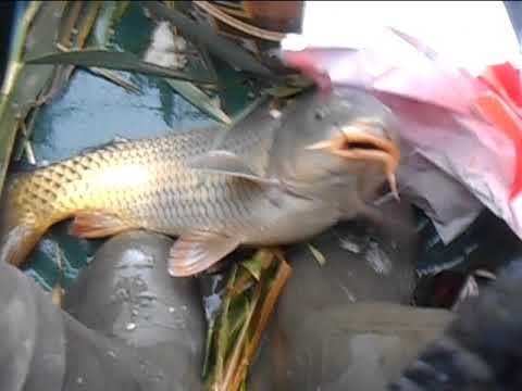 Видео: За сентябрьским карпом (озеро Урефты, сентябрь 2020).