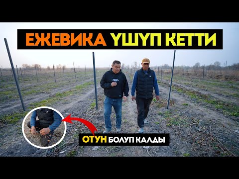 Видео: Ката кетирдик! Бирок чоң плюс бар. Шпалера кантип коёт? Жердин сапаты кандай? Ежевика. Кыйынчылыктар