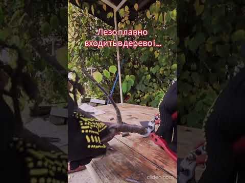 Видео: Краш тест, такого ще не було-Секатор BEAST, 200 мм 'Red Cut'