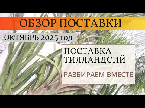 Видео: Тилландсии, обзор поставки, октябрь 2025