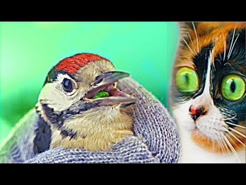 Видео: НЕ СПАСАЙ ДЯТЛА!