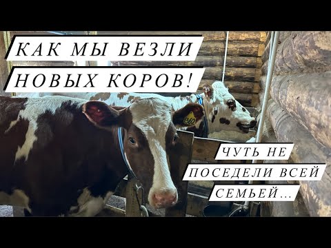 Видео: Выпустили коров на выпас. Убрали 3-х породную свинку и ее вес! Удой новой айрширской первотелки!