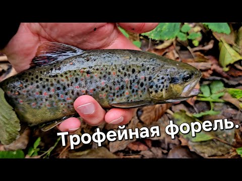 Видео: Рыбалка на крупную форель. Закрытие сезона 2025 года на форель. #fishing #trout#рыбалка 🐟 🎣 