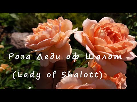 Видео: Роза Леди оф Шалот (Lady of Shalott). Северо-Западный регион.