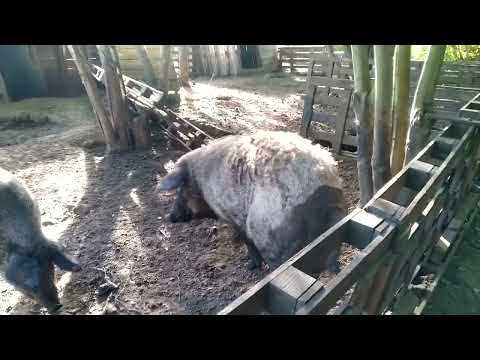 Видео: Домики и ограждения с поддонов для мангалиц. Никогда не делайте подобное!