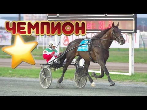 Видео: ЧЕМПИОН 1.59.9 (1600м)