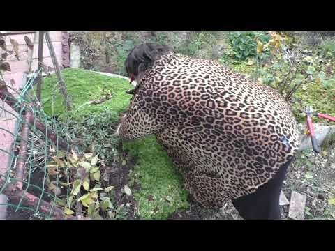 Видео: камнеломка осень. что бы не было развалов