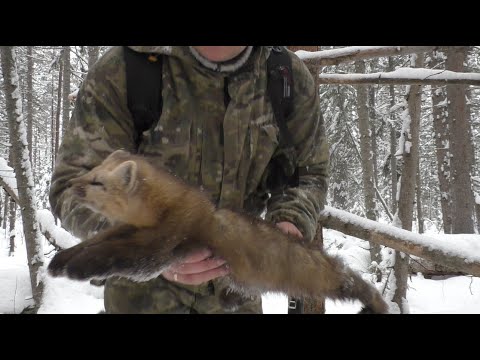 Видео: проверка капканов на соболя